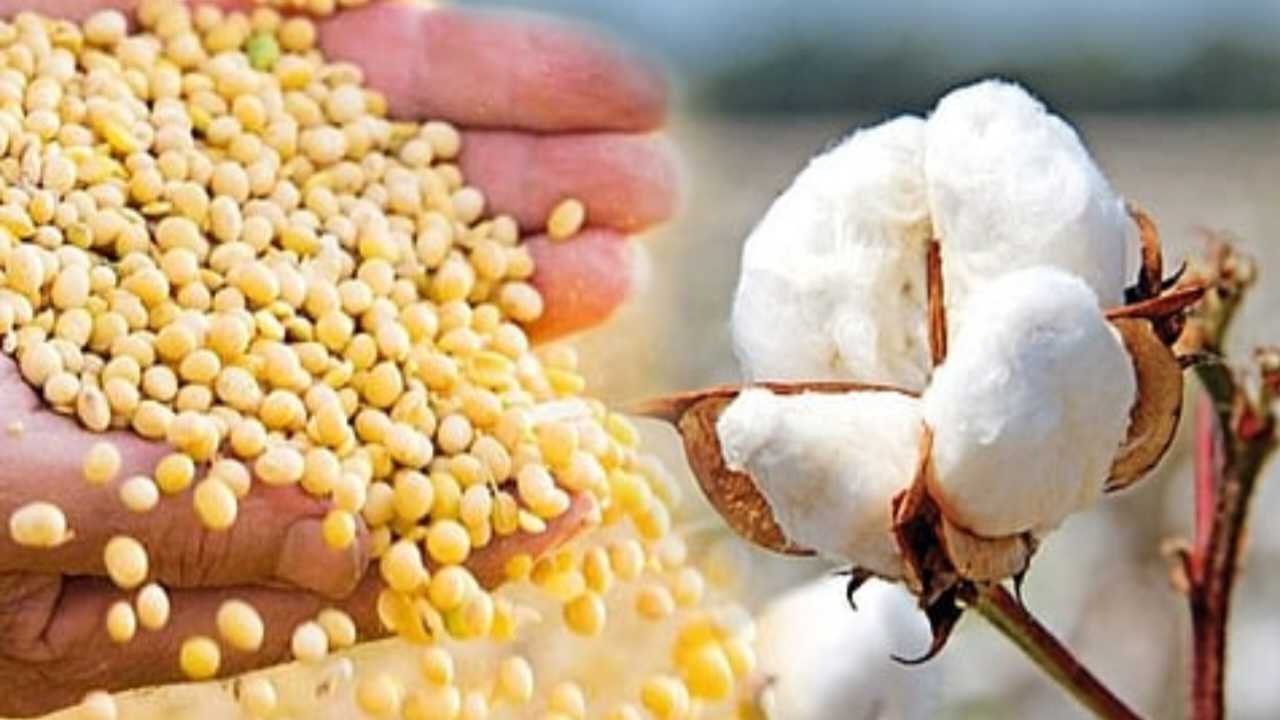 Soyabeen Cotton Rate